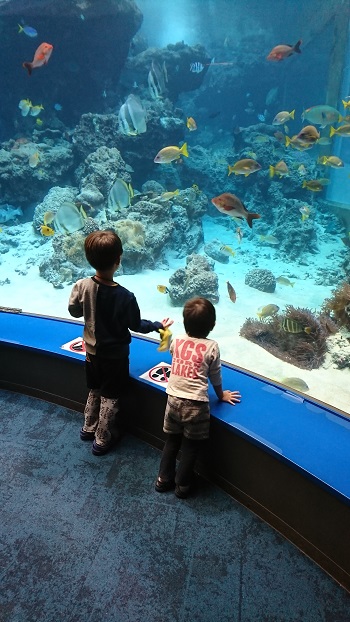 13日・キャンカー旅行①名護パイと美ら海！